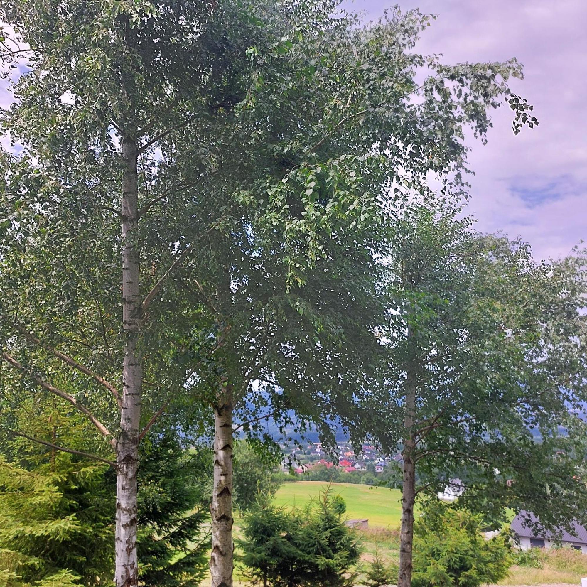 Swierkowy Zakatek U Bacy Wieprz  Exterior photo